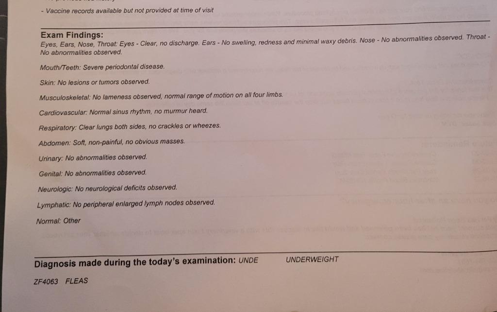 Enlarge Opie, a Adopted Papillon in Owatonna, MN image 2/6