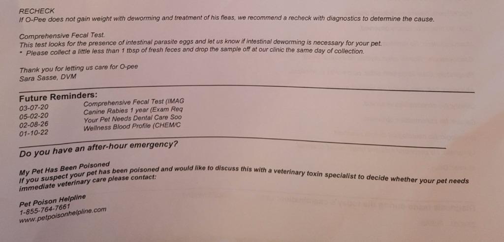 Enlarge Opie, a Adopted Papillon in Owatonna, MN image 3/6