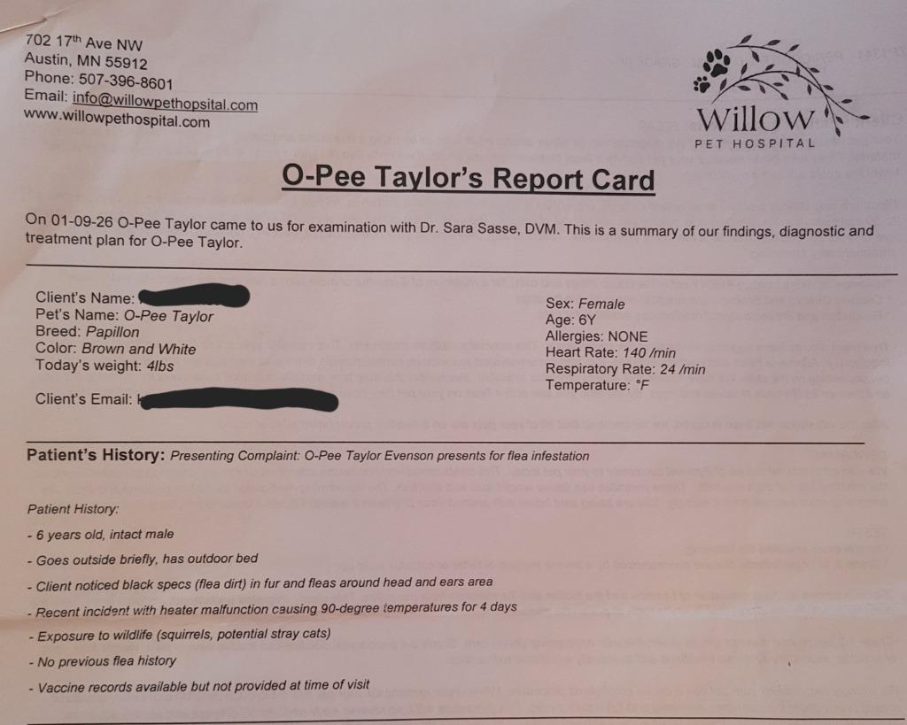 Enlarge Opie, a Adopted Papillon in Owatonna, MN image 4/6