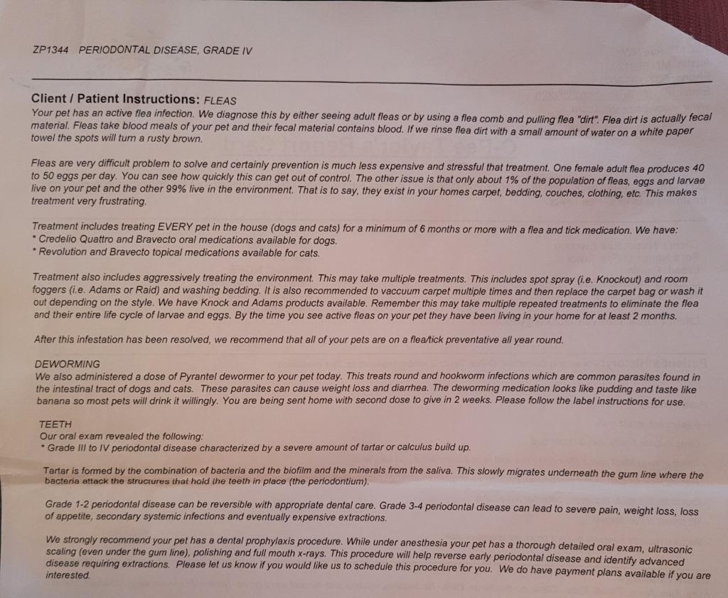 Enlarge Opie, a Adopted Papillon in Owatonna, MN image 5/6