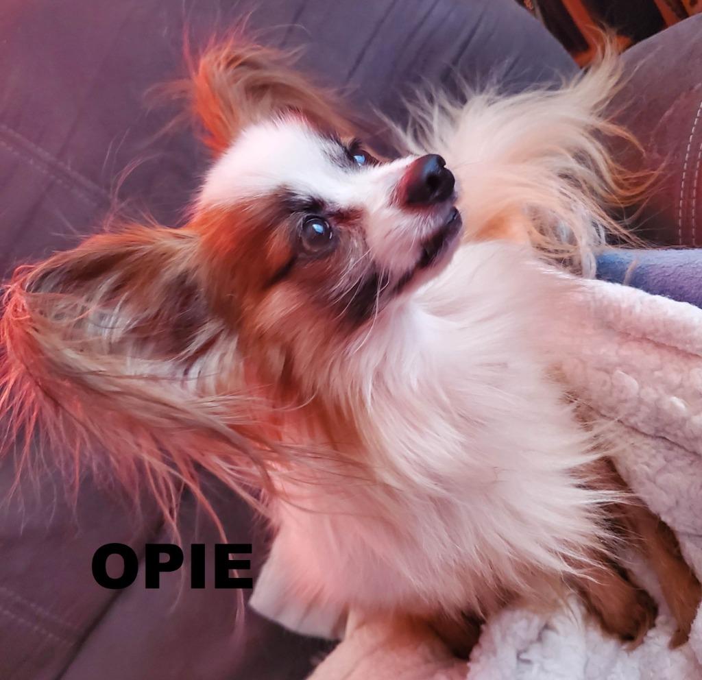 Enlarge Opie, a Adopted Papillon in Owatonna, MN image 6/6