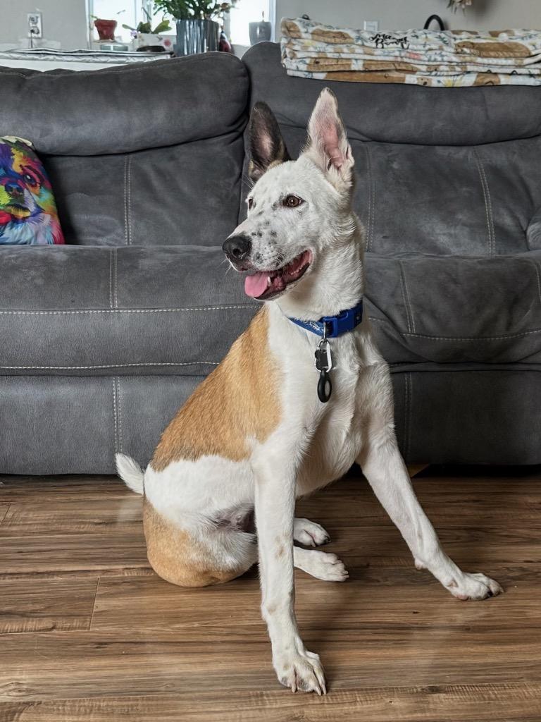 Dakota Peach, Adoptable, Young Female Husky & Cattle Dog.