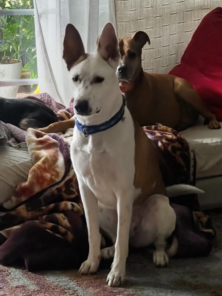 Enlarge Dakota Peach, a Adoptable mixed breed in Manhattan Beach, CA image 1/6