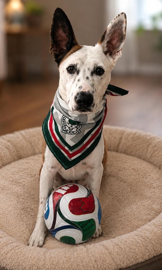 Enlarge Dakota Peach, a Adoptable mixed breed in Manhattan Beach, CA image 2/6