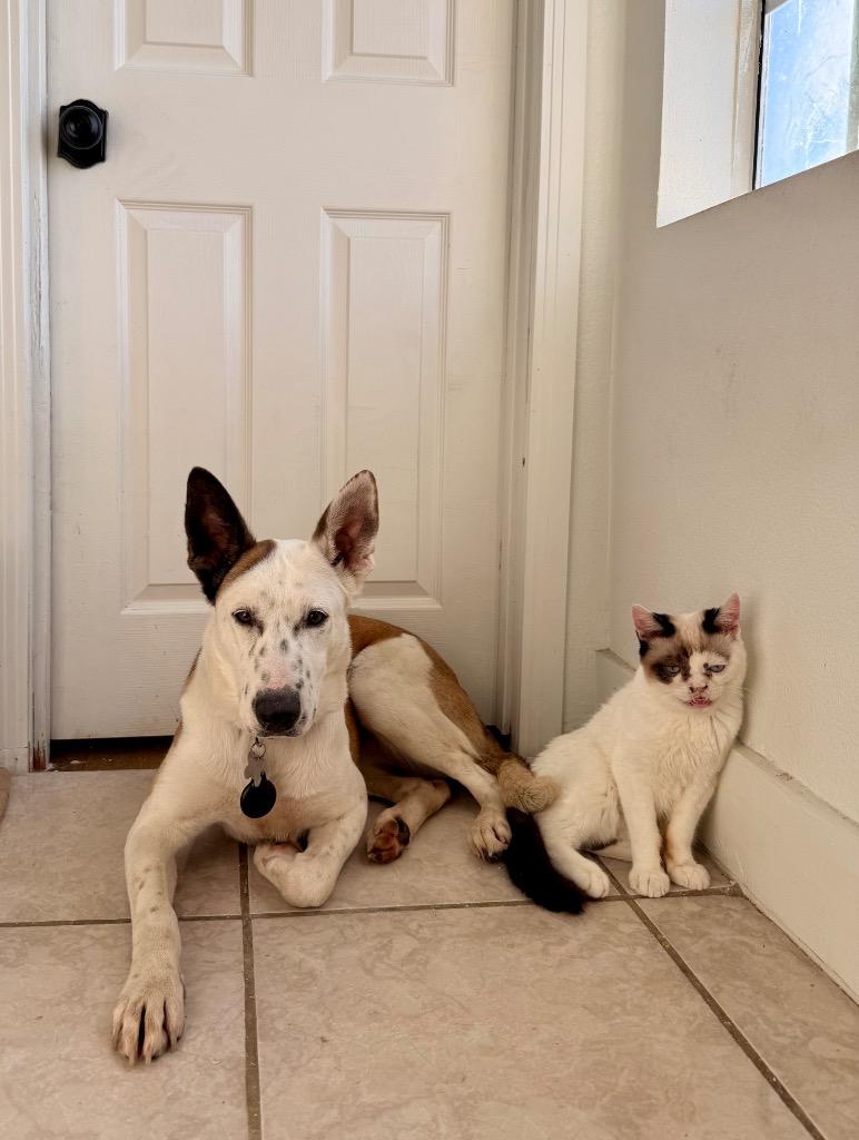 Enlarge Dakota Peach, a Adoptable mixed breed in Manhattan Beach, CA image 3/6