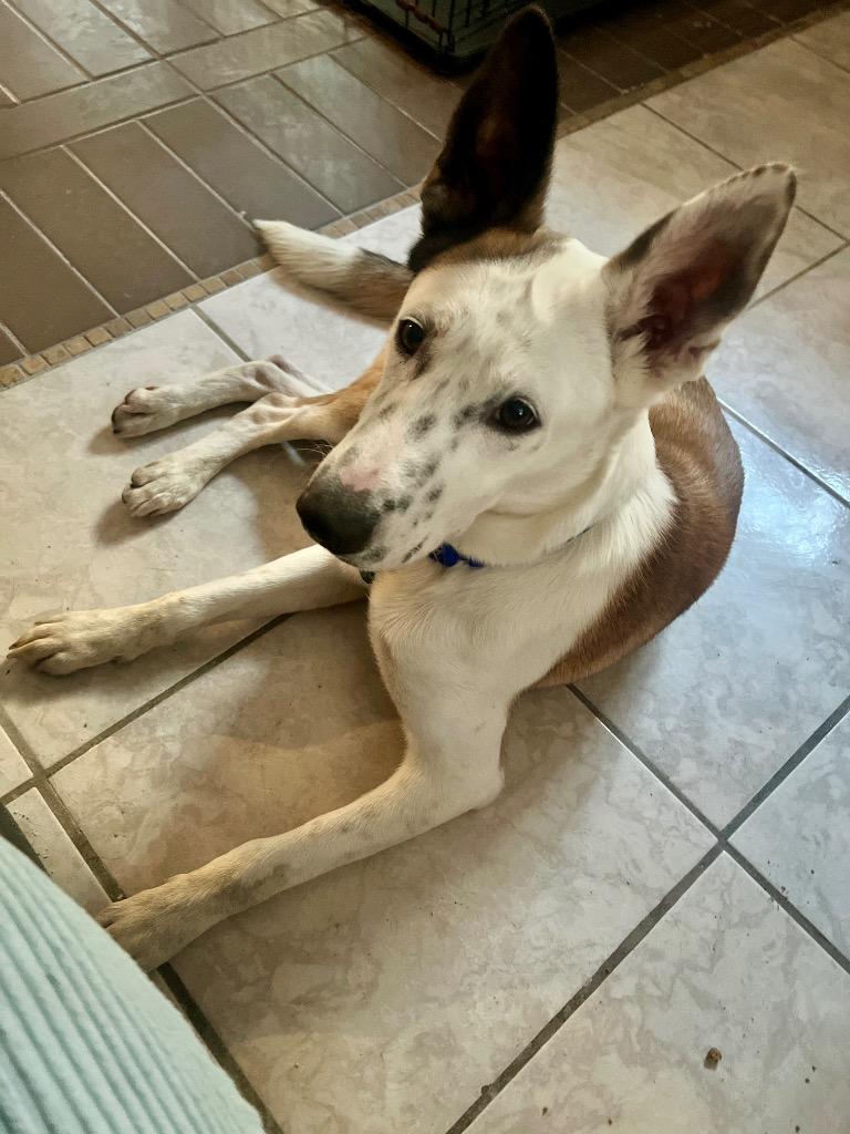 Enlarge Dakota Peach, a Adoptable mixed breed in Manhattan Beach, CA image 5/6