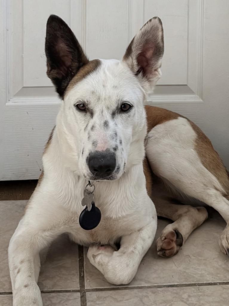 Enlarge Dakota Peach, a Adoptable mixed breed in Manhattan Beach, CA image 6/6