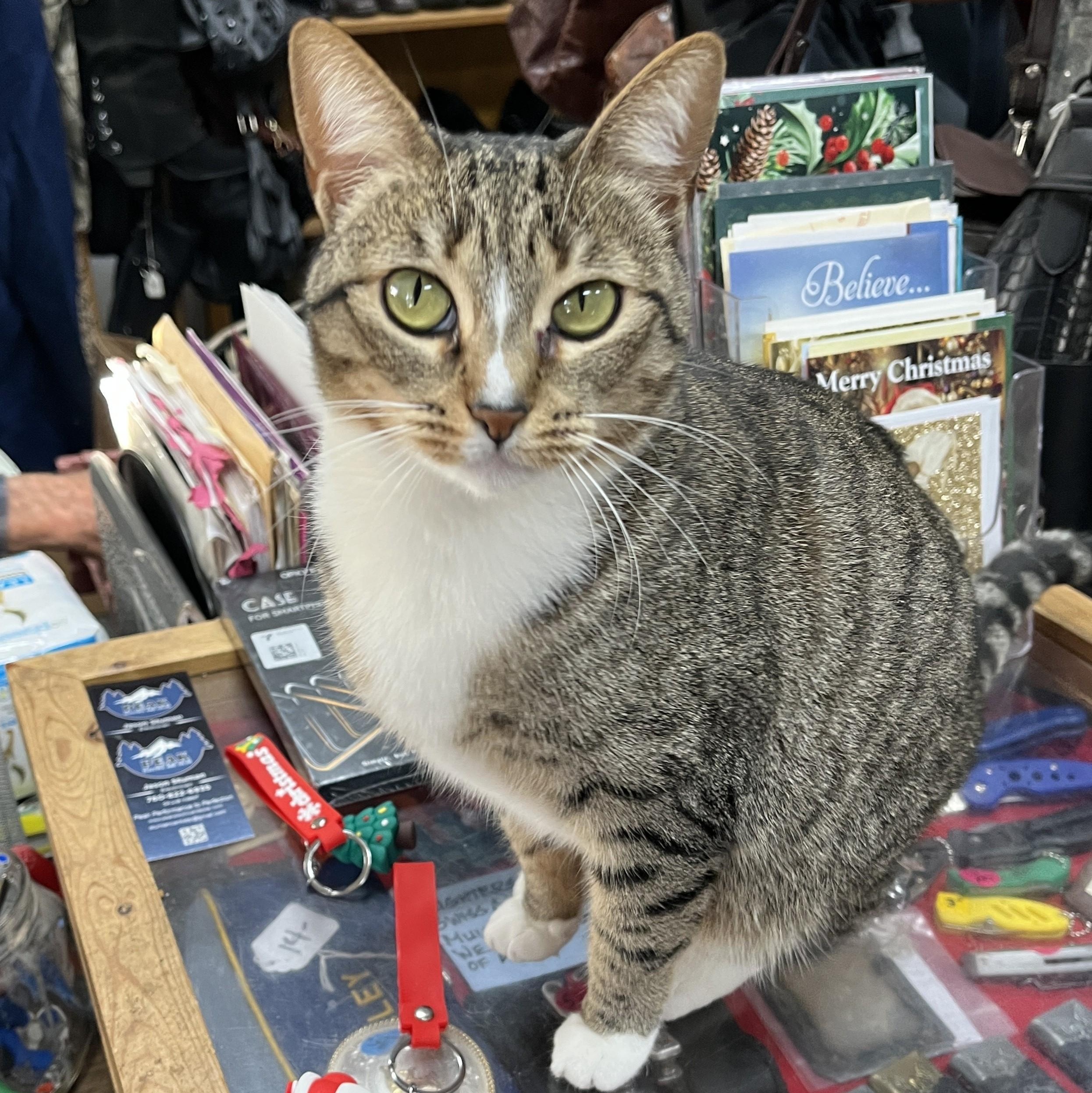 Mimi (sweet and easy-going), an adopted Domestic Short Hair in Shingletown, CA image 1/2