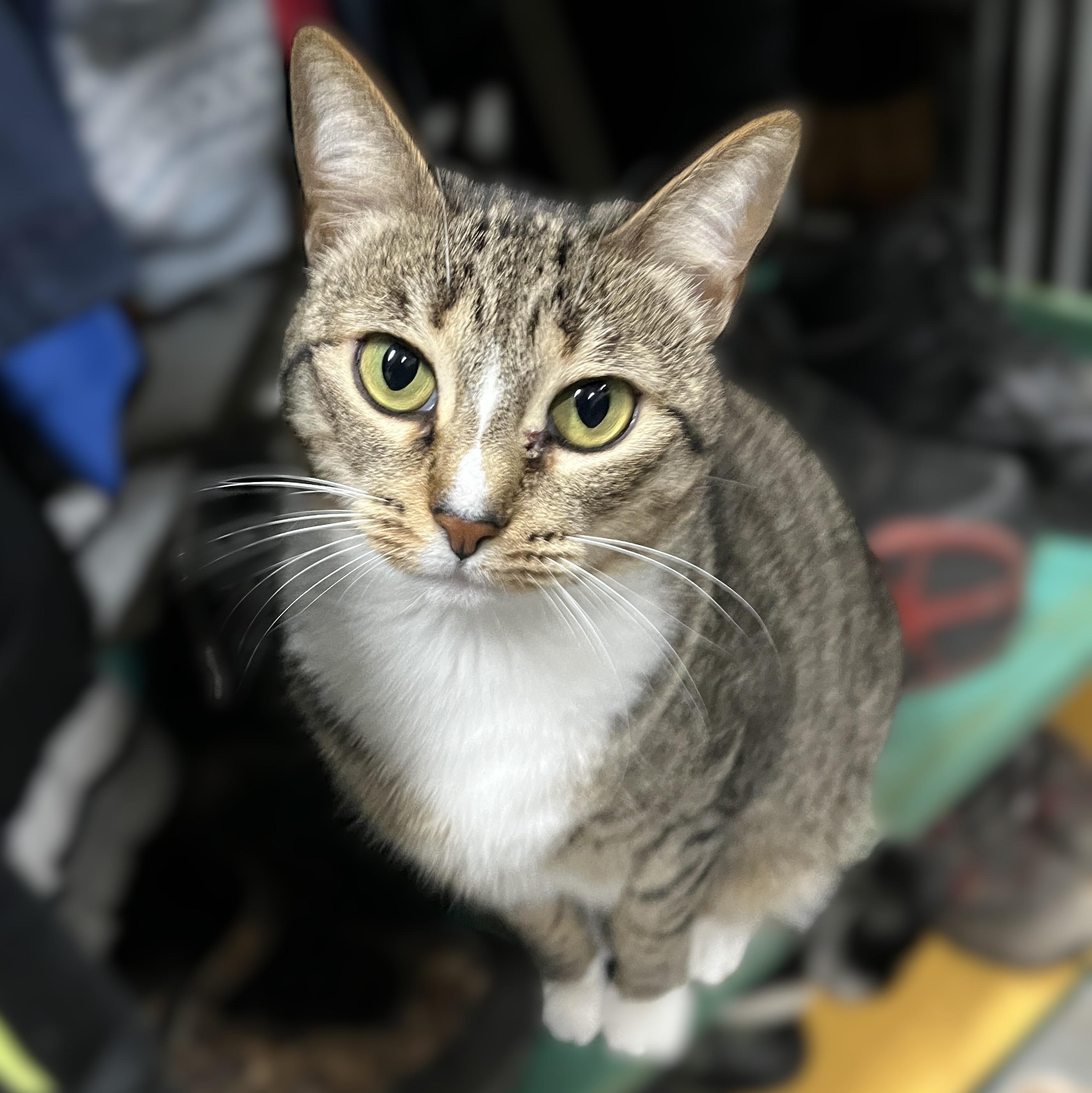 Mimi (sweet and easy-going), an adopted Domestic Short Hair in Shingletown, CA image 2/2