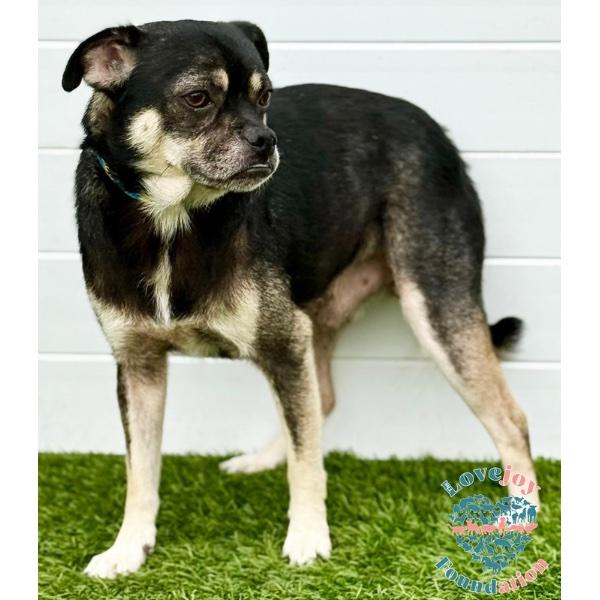 Einstein HB, an adoptable Puggle in Inglewood, CA, 90301 | Photo Image 2