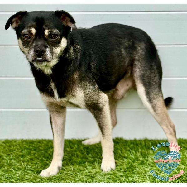 Einstein HB, an adoptable Puggle in Inglewood, CA, 90301 | Photo Image 1