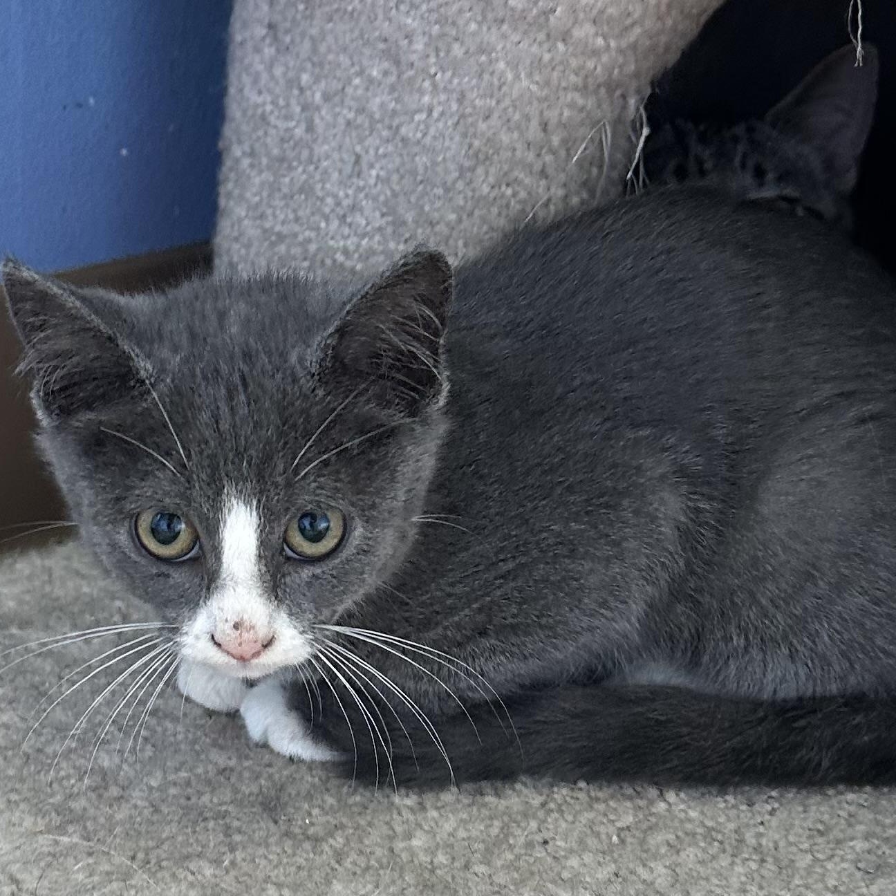 Wishy Washy, an adoptable Domestic Short Hair in Brookings, SD, 57006 | Photo Image 2