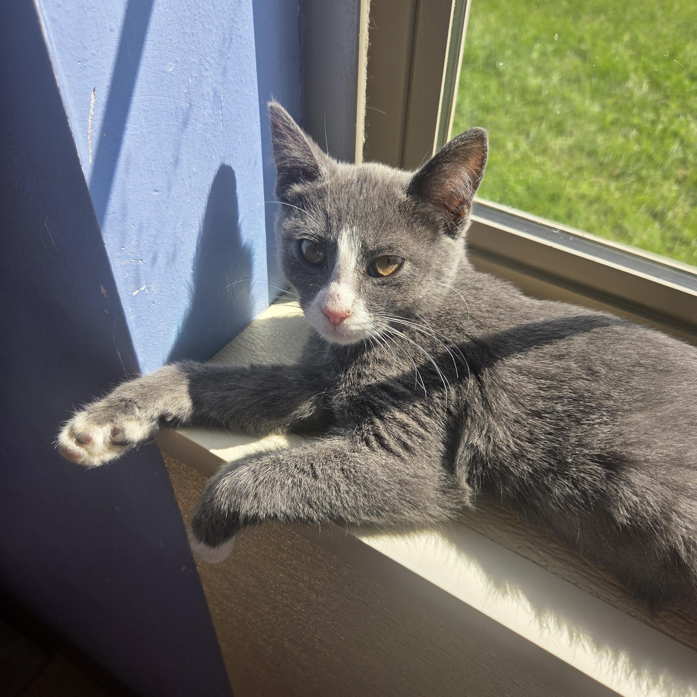 Wishy Washy, an adoptable Domestic Short Hair in Brookings, SD, 57006 | Photo Image 1