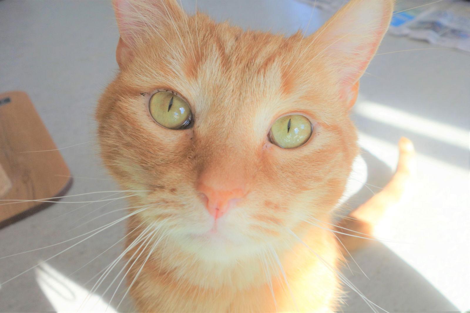 Jebby, Adoptable, Young Male Domestic Short Hair.