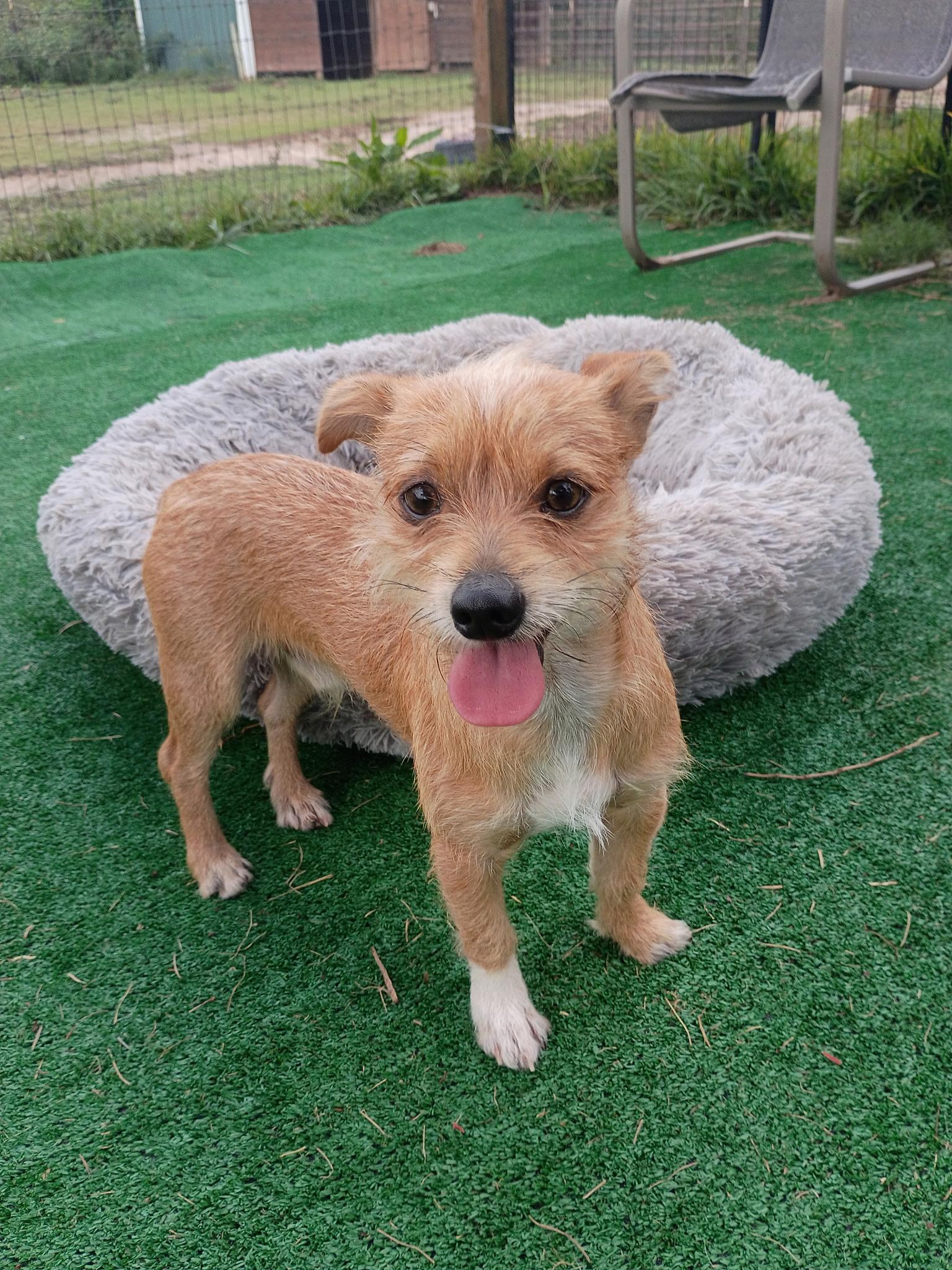 Enlarge Gage-Loves a good zoomie, a Adoptable mixed breed in Wytheville, VA image 6/6