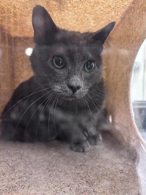 PROFESSOR CHAOS, Adoptable, Adult Male Domestic Short Hair.