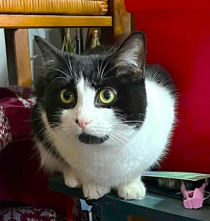 Arielle, a ADOPTABLE Domestic Short Hair in Chertsey, QC image 3/3