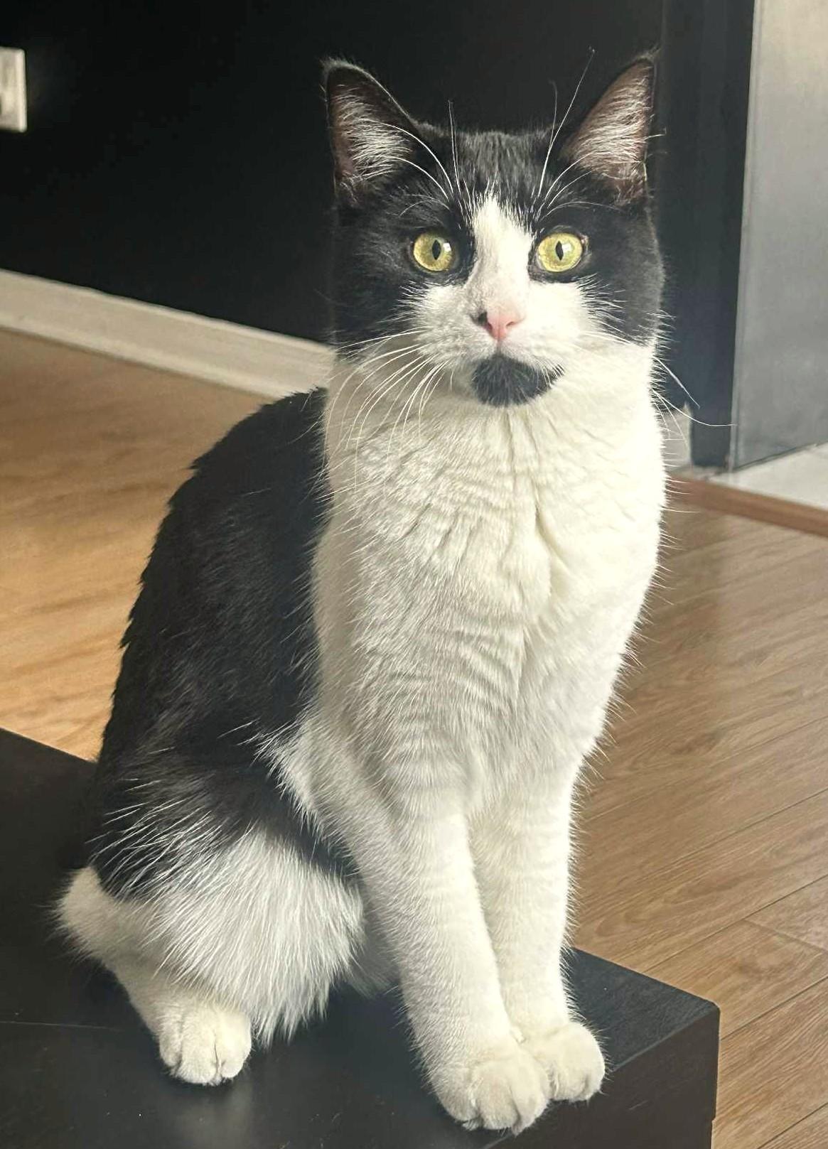 Arielle, a ADOPTABLE Domestic Short Hair in Chertsey, QC image 1/3