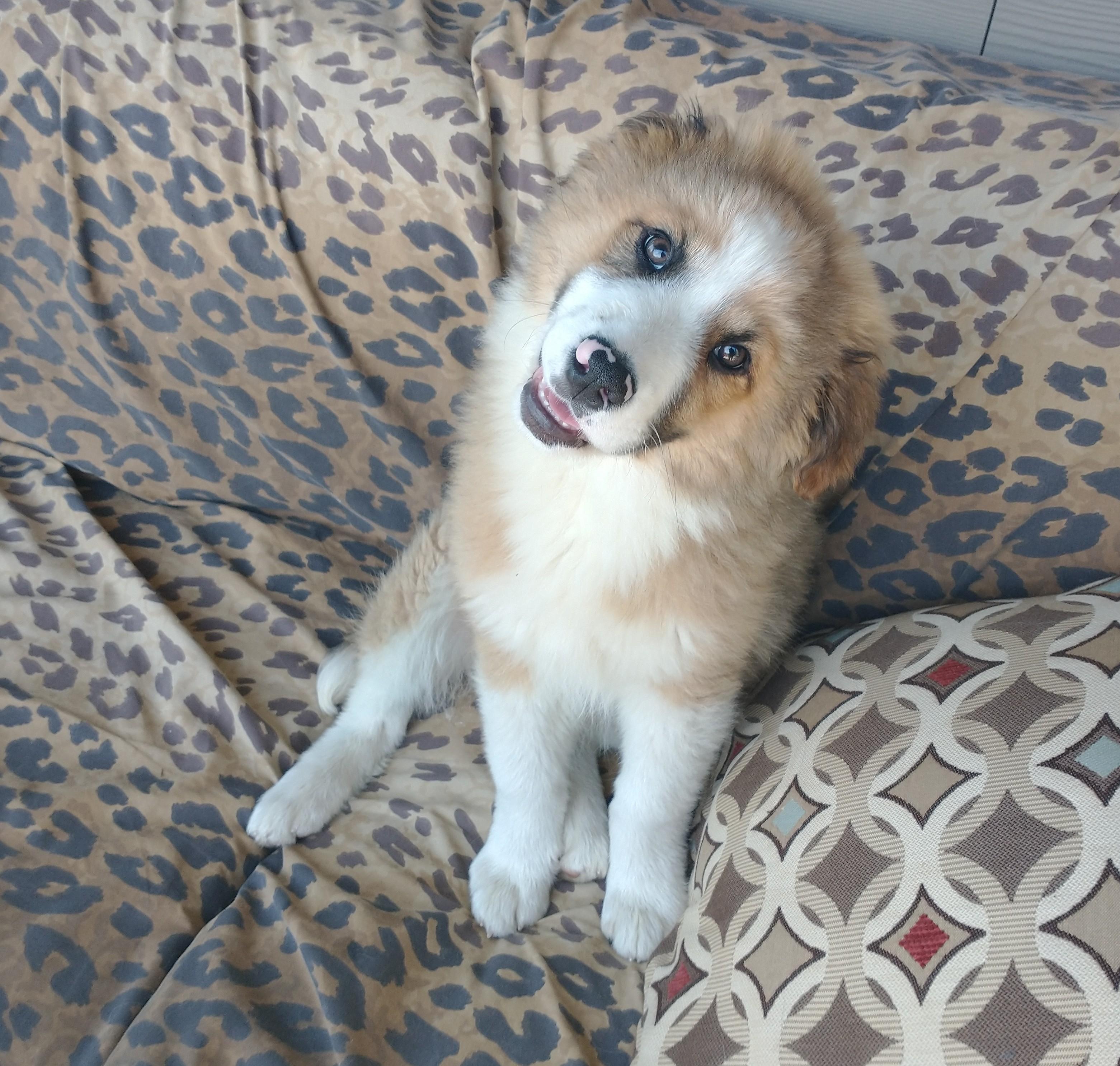Nanook, ADOPTABLE, Puppy Male Australian Shepherd.