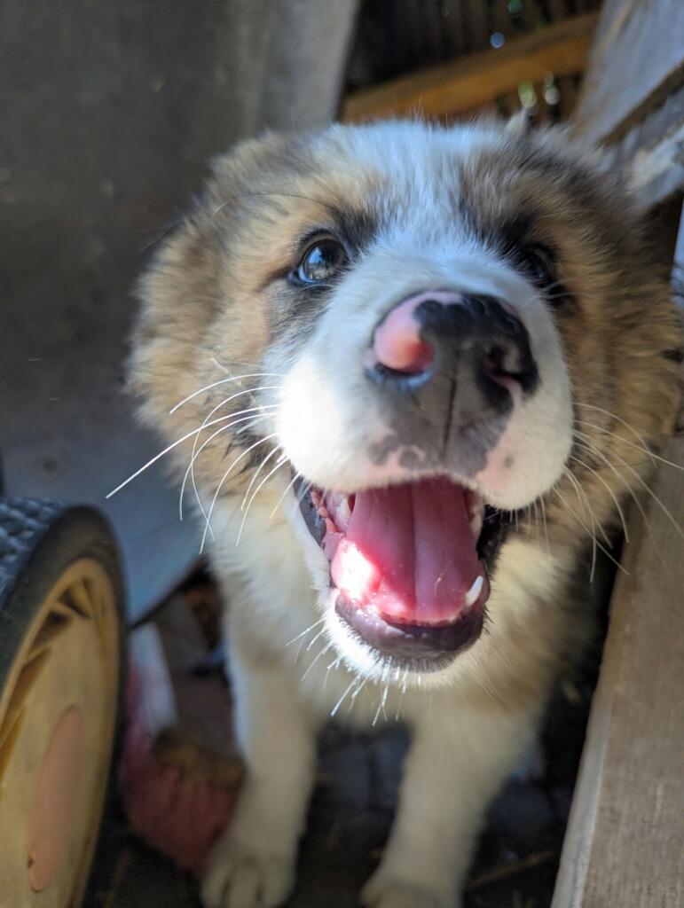 Nanook, a ADOPTABLE Australian Shepherd in Portland, OR image 2/4