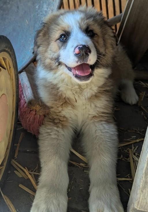 Nanook, a ADOPTABLE Australian Shepherd in Portland, OR image 4/4