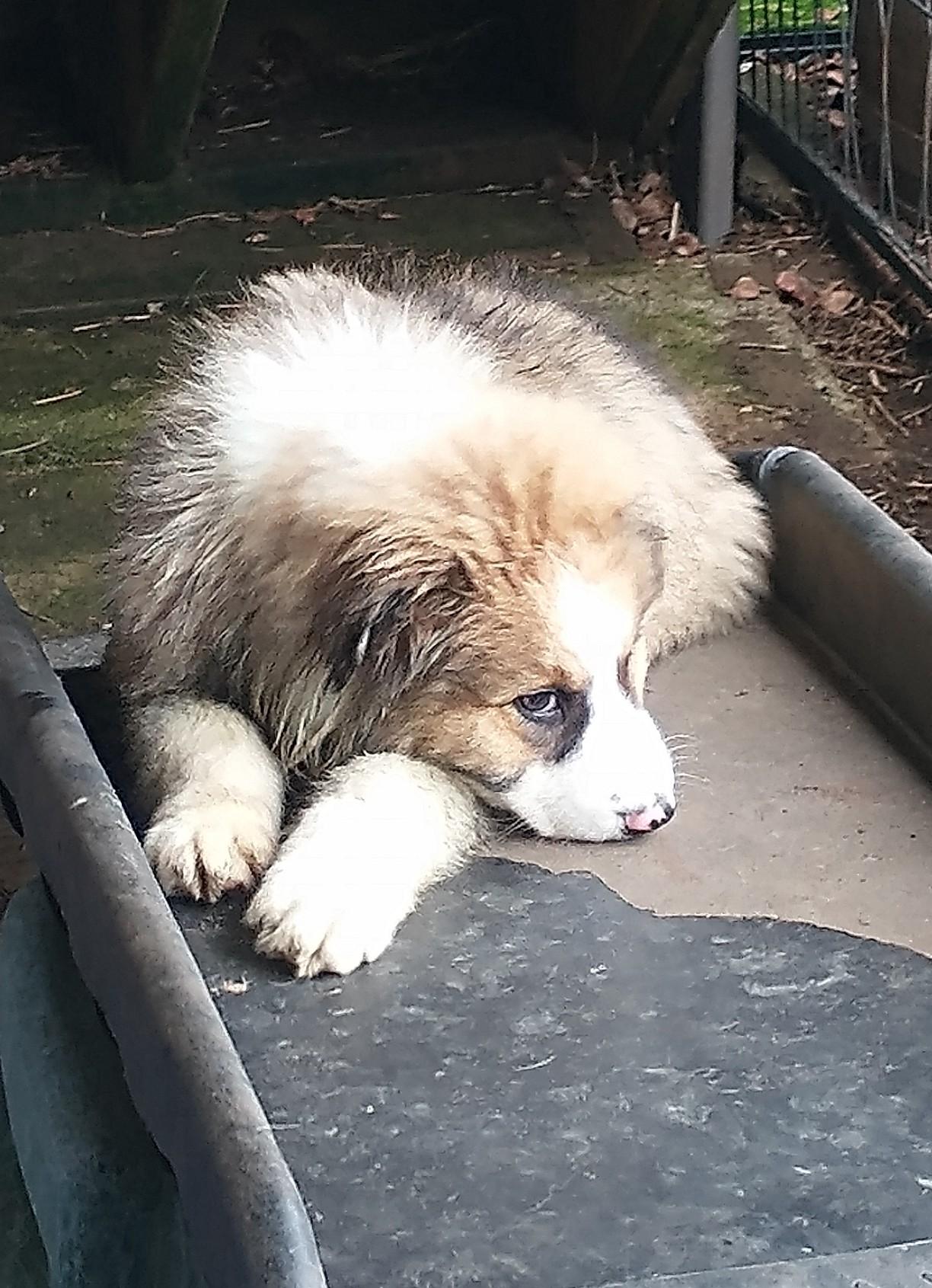 Nanook, a ADOPTABLE Australian Shepherd in Portland, OR image 3/4