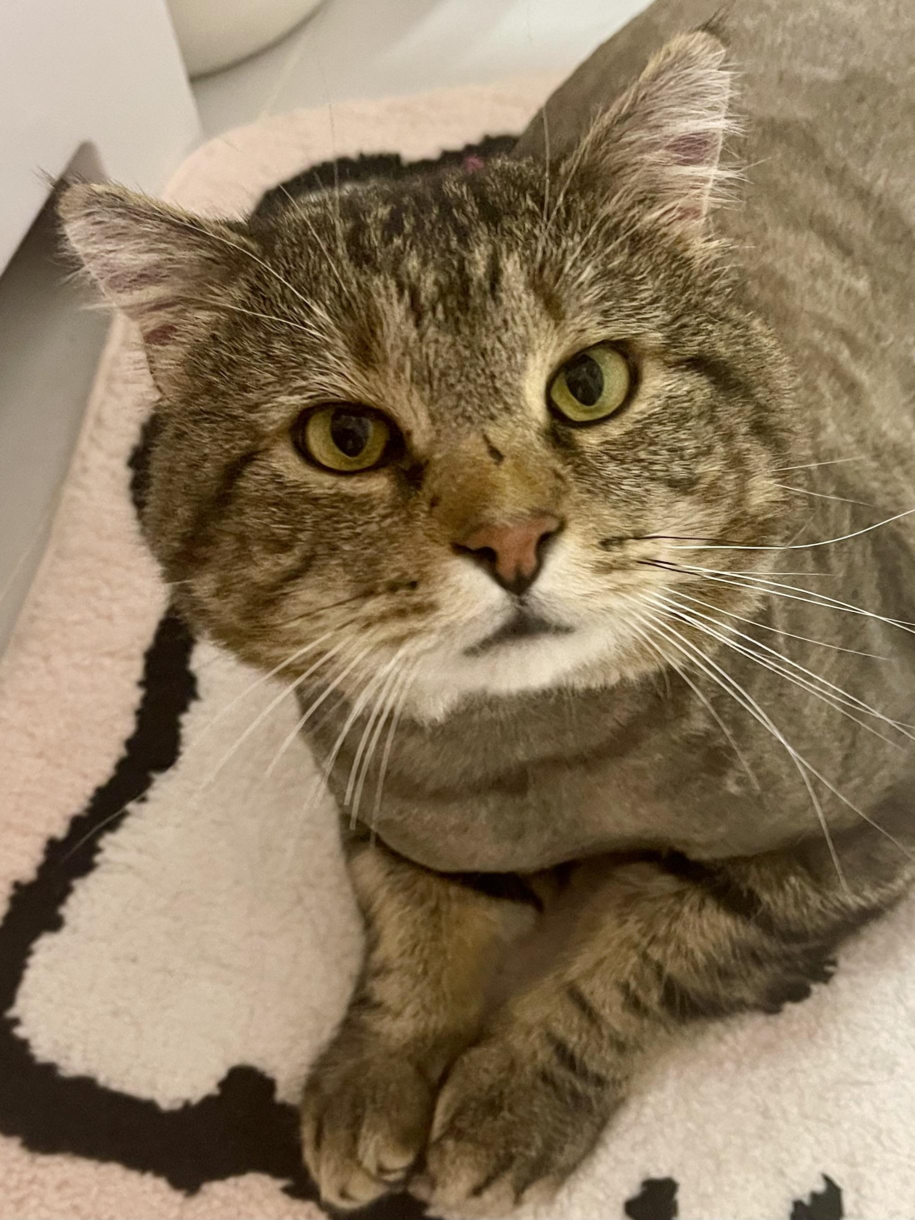 Rocky, Adoptable, Adult Male Domestic Short Hair.