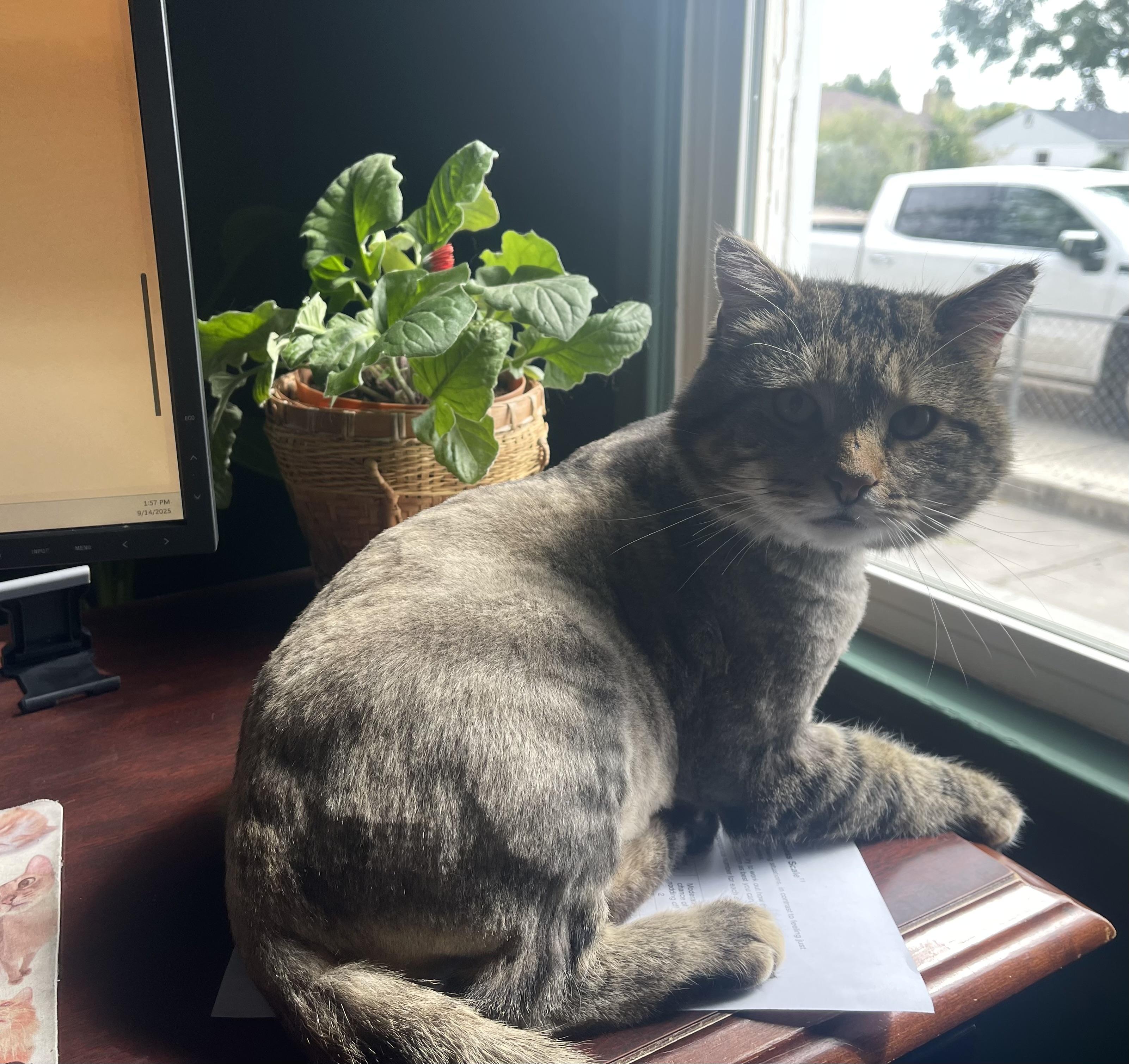 Rocky, a Adoptable Domestic Short Hair in Pocatello, ID image 5/6