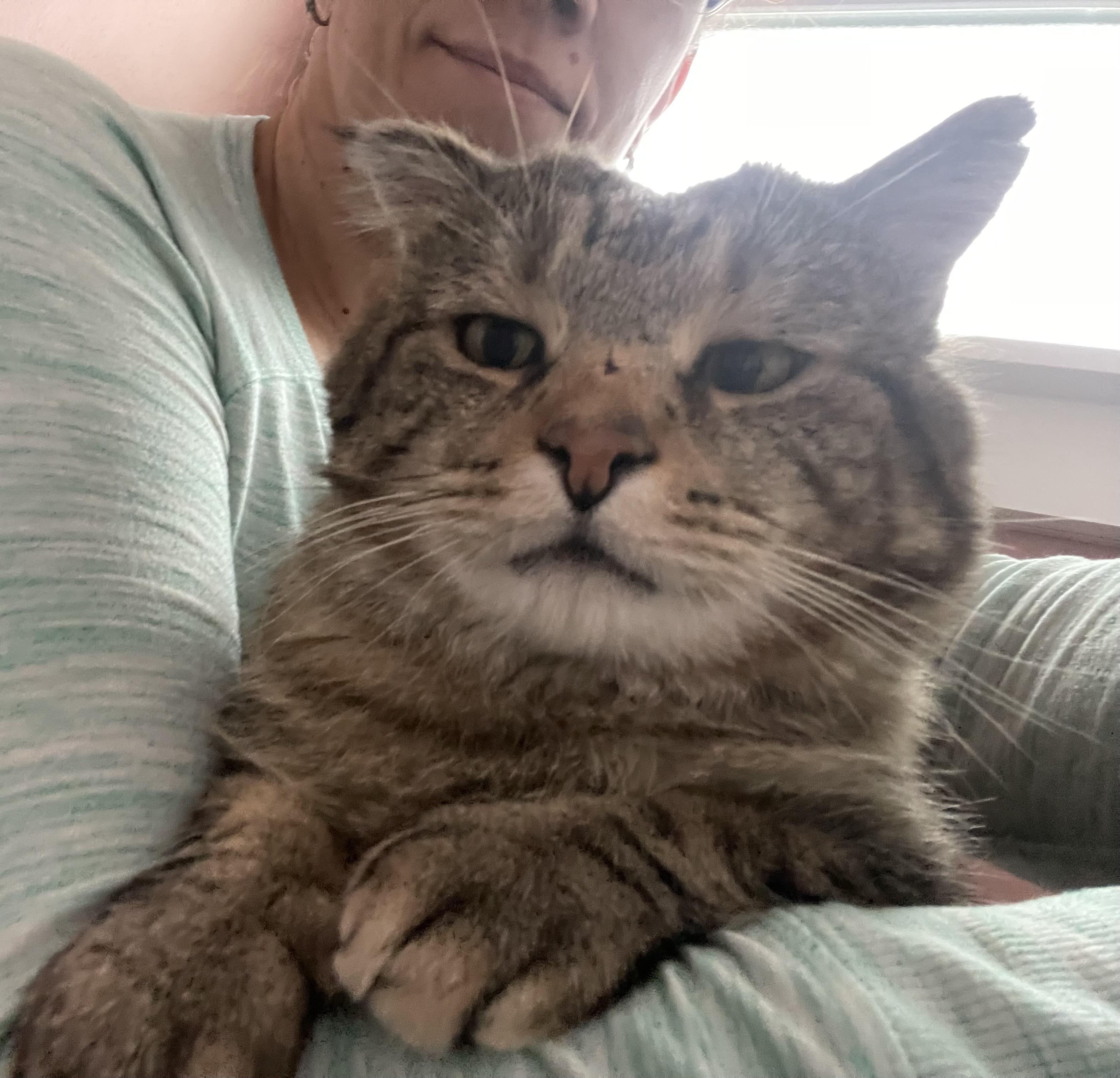 Enlarge Rocky, a Adoptable Domestic Short Hair in Pocatello, ID image 5/6