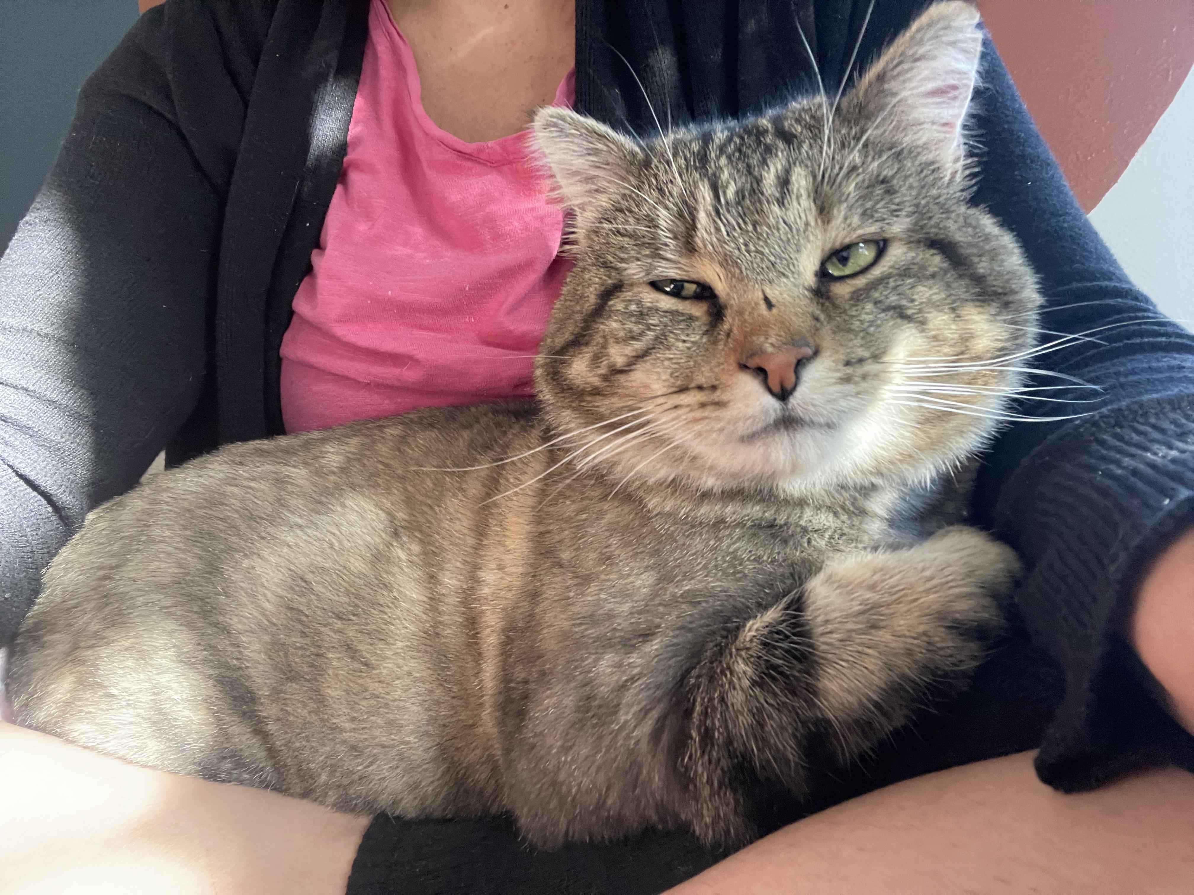 Rocky, a Adoptable Domestic Short Hair in Pocatello, ID image 4/6