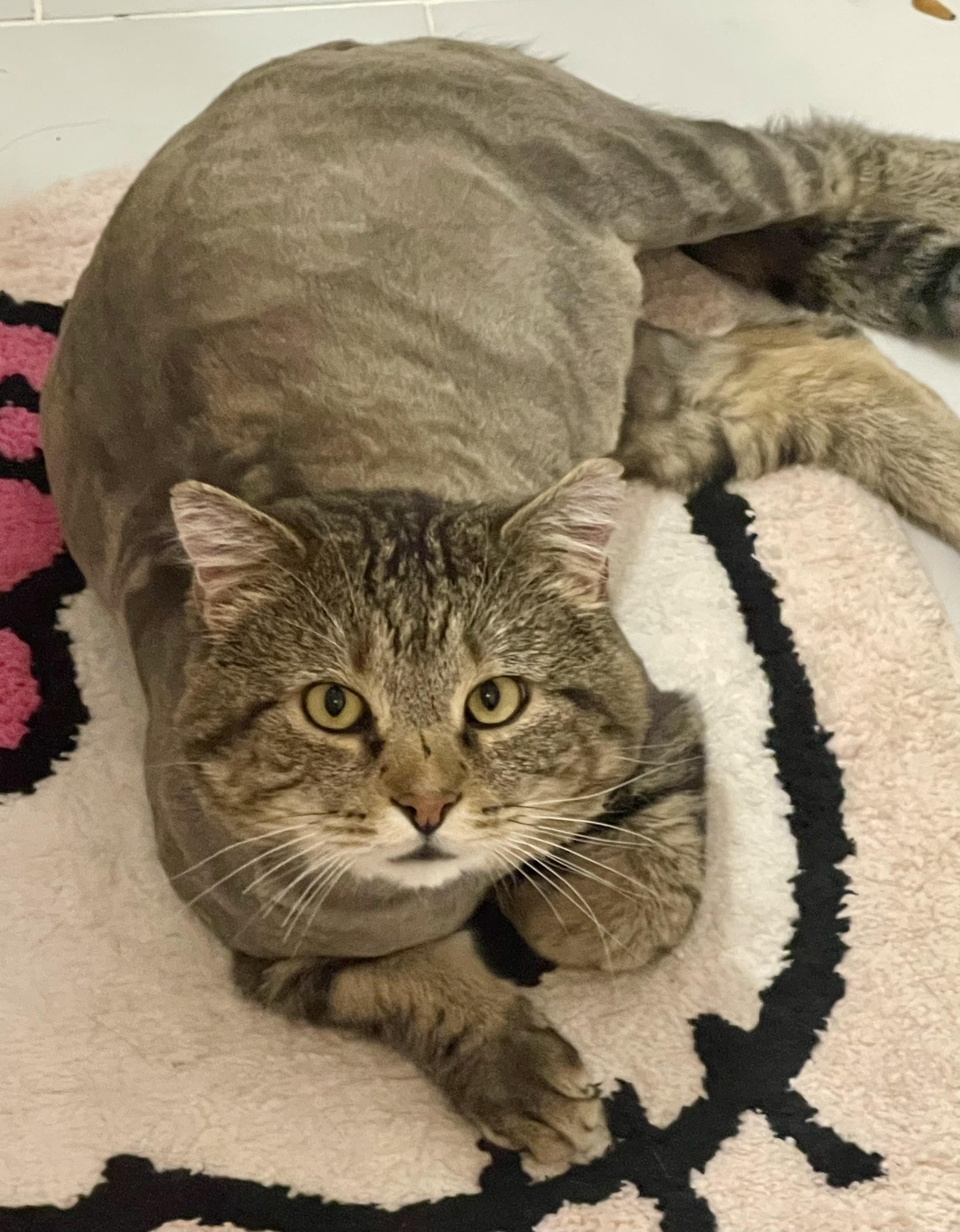 Rocky, a Adoptable Domestic Short Hair in Pocatello, ID image 6/6
