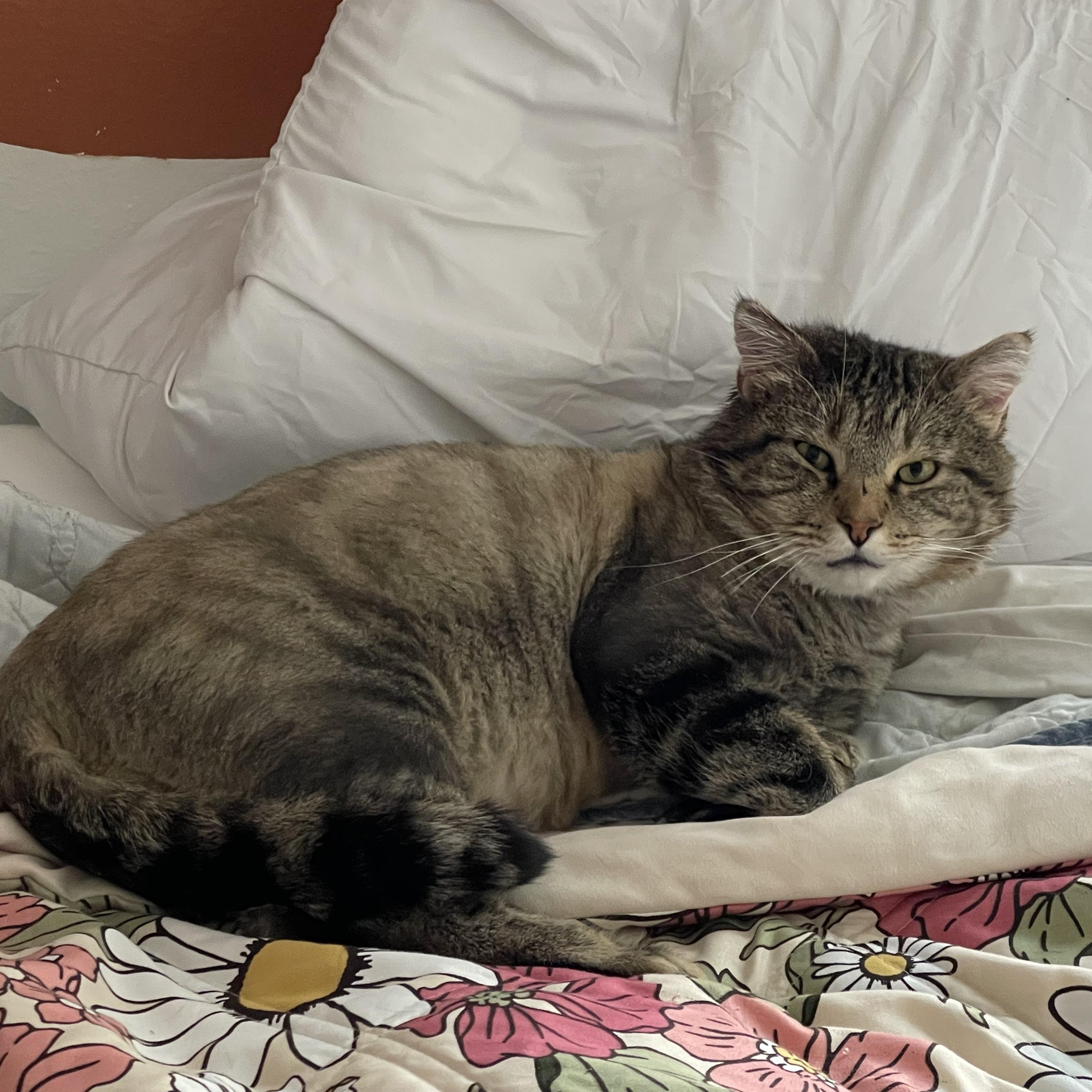 Rocky, a Adoptable Domestic Short Hair in Pocatello, ID image 2/6