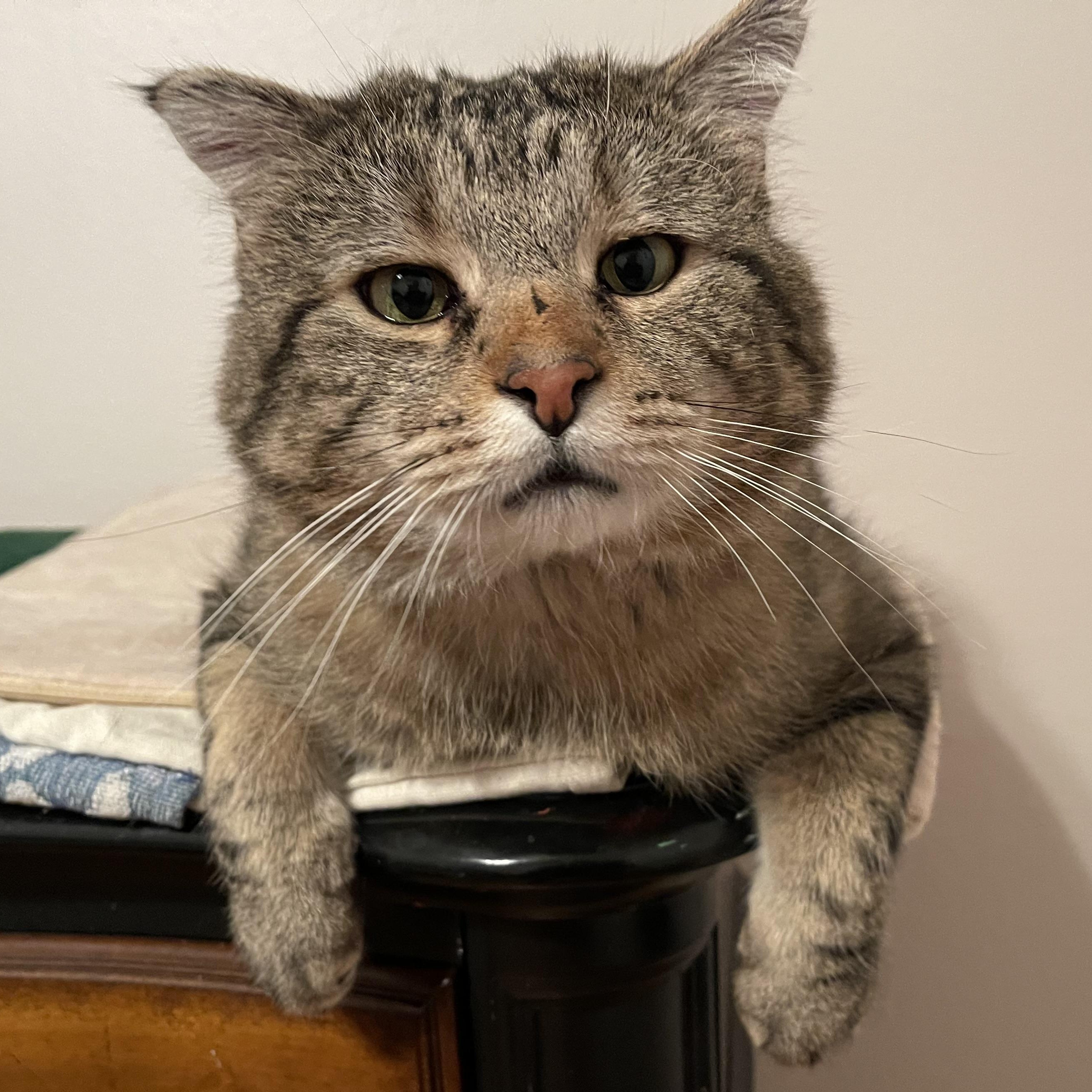 Rocky, Adoptable, Adult Male Domestic Short Hair.