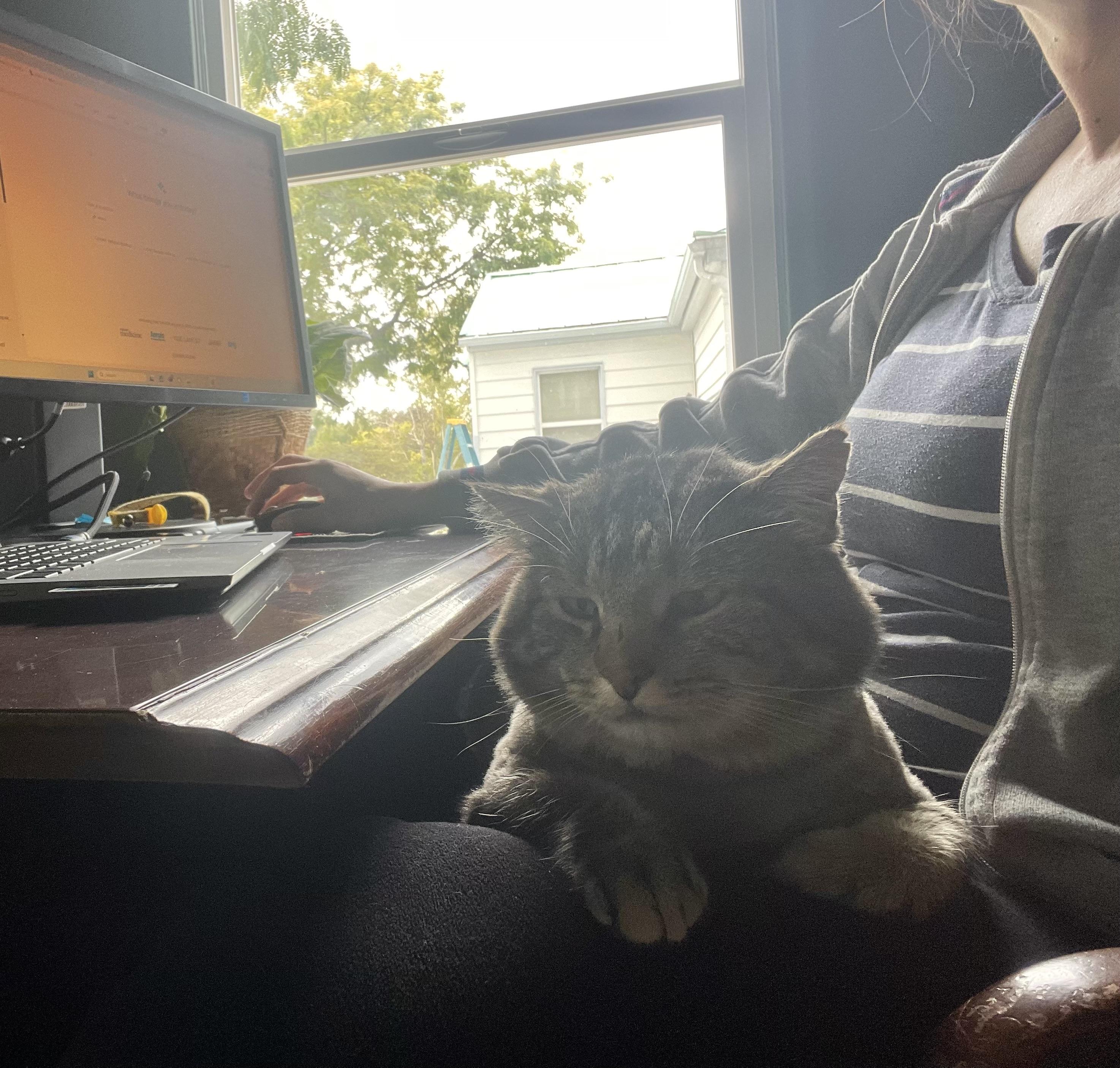 Rocky, an adoptable Domestic Short Hair in Pocatello, ID, 83201 | Photo Image 5