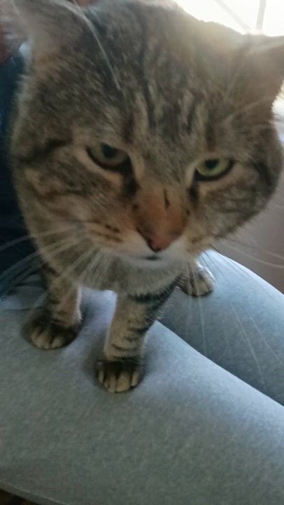 Enlarge Rocky, a Adoptable Domestic Short Hair in Pocatello, ID video 3/6