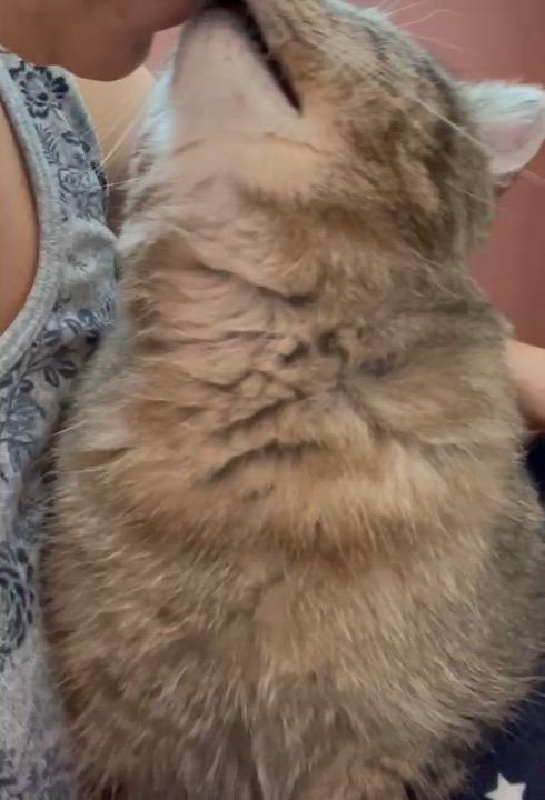 Enlarge Rocky, a Adoptable Domestic Short Hair in Pocatello, ID video 6/6