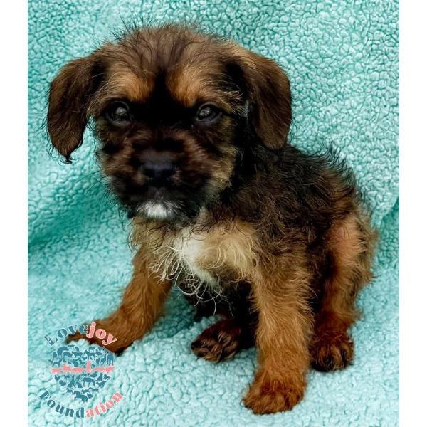 Petunia Litter, an adopted mixed breed in Inglewood, CA image 1/2