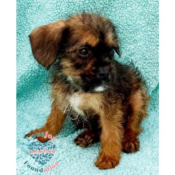 Petunia Litter, an adopted mixed breed in Inglewood, CA image 2/2