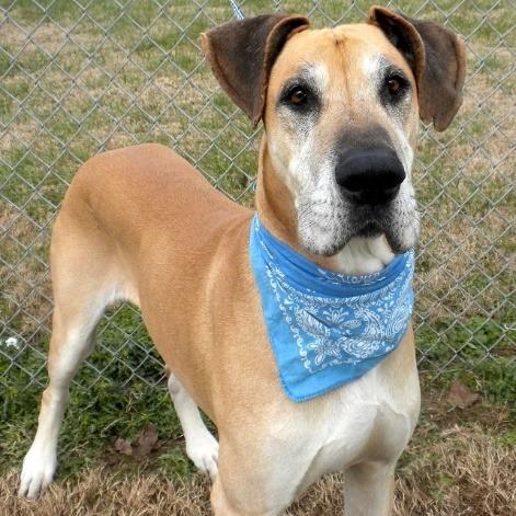 Enlarge Cletus, a Adoptable Mixed Breed in Jeffersonville, IN image 1/3
