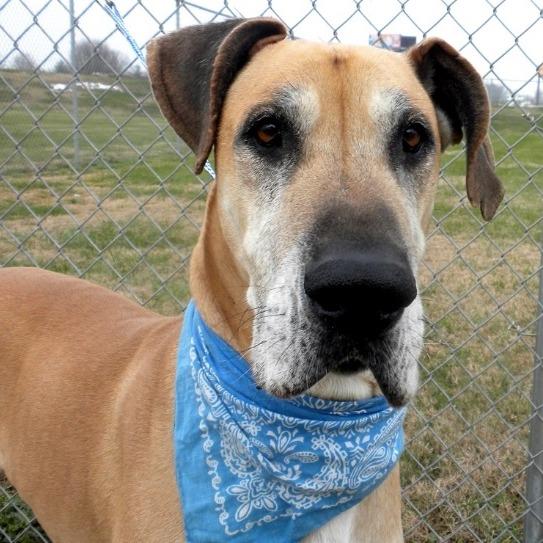 Enlarge Cletus, a Adoptable Mixed Breed in Jeffersonville, IN image 2/3