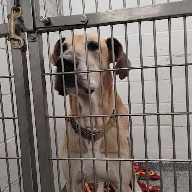 Enlarge Cletus, a Adoptable Mixed Breed in Jeffersonville, IN image 3/3