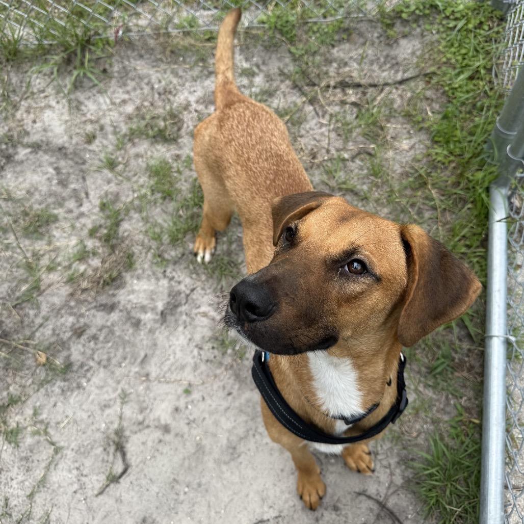 Costello 29715, Adoptable, Young Male Mixed Breed.