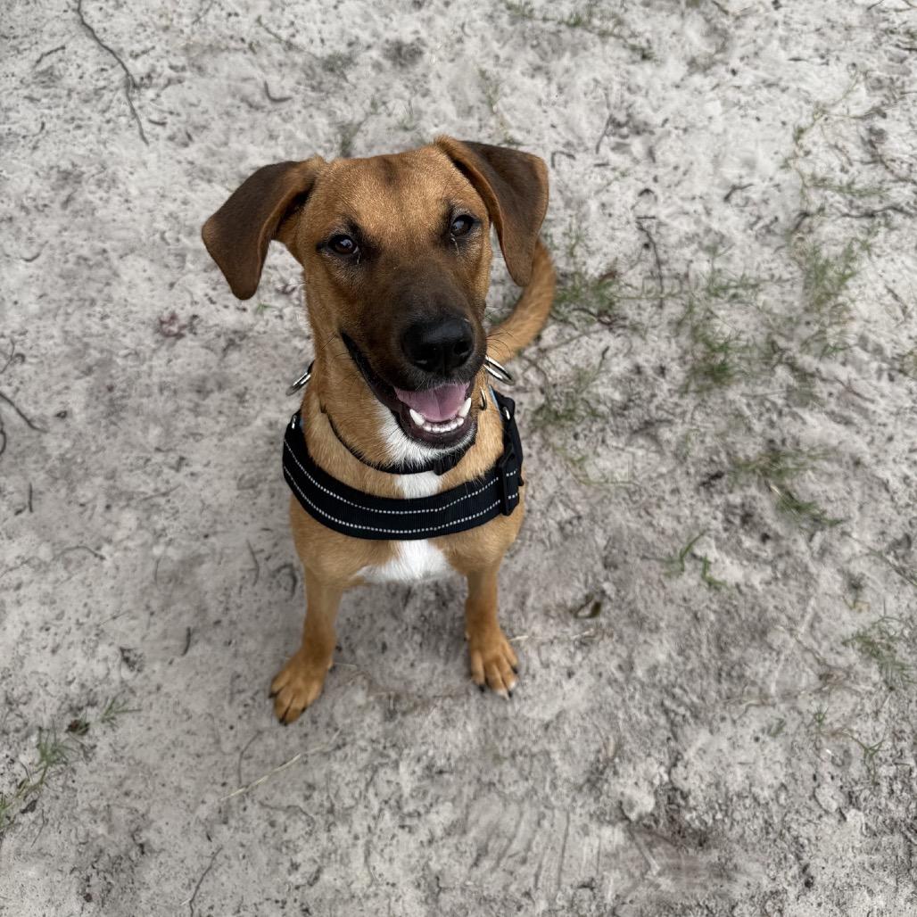 Costello 29715, a Adoptable Mixed Breed in Middleburg, FL image 2/3