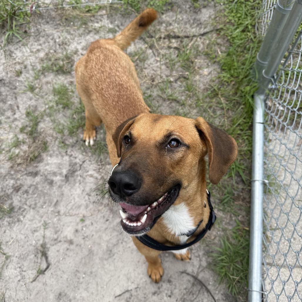Costello 29715, a Adoptable Mixed Breed in Middleburg, FL image 3/3