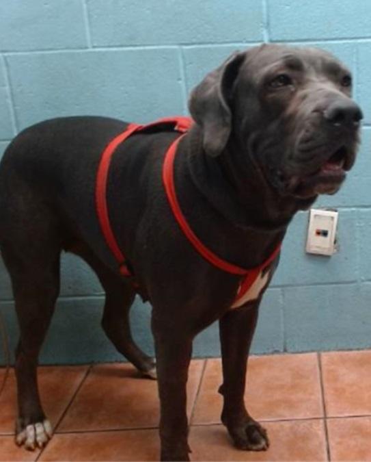 bella, Young Female Cane Corso