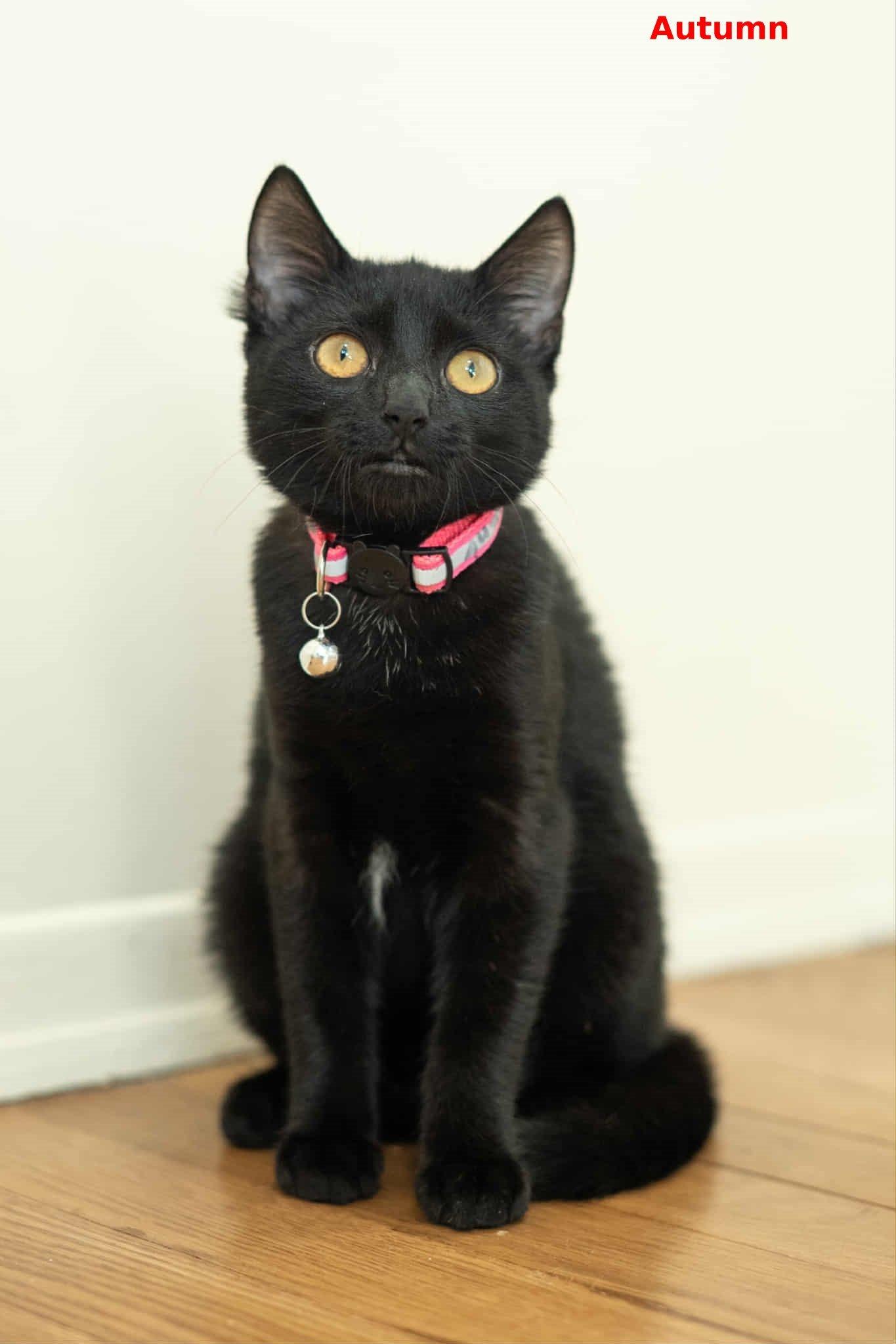 Autumn, a Adoptable mixed breed in Brightwaters, NY image 4/6