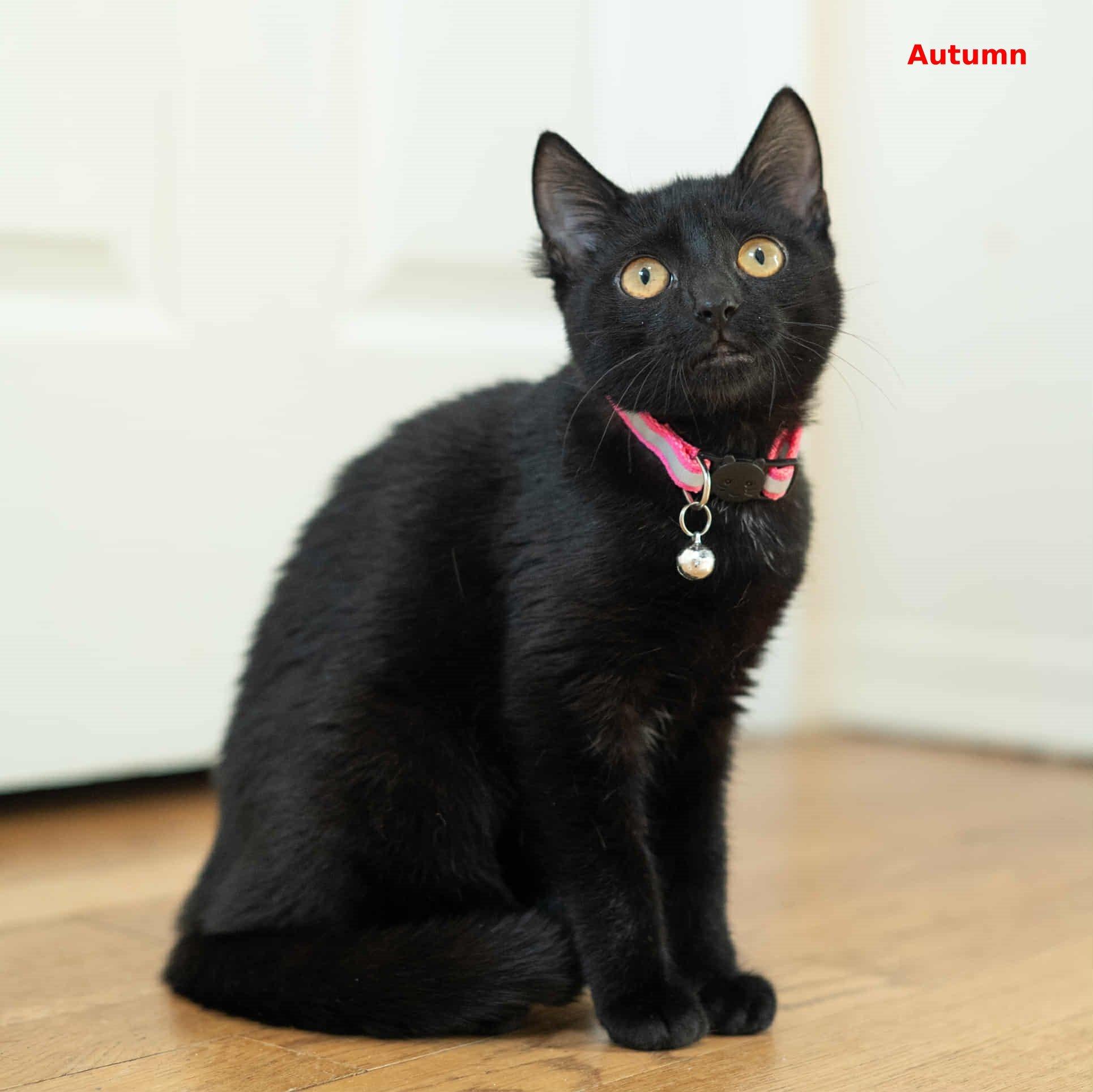 Autumn, a Adoptable mixed breed in Brightwaters, NY image 5/6