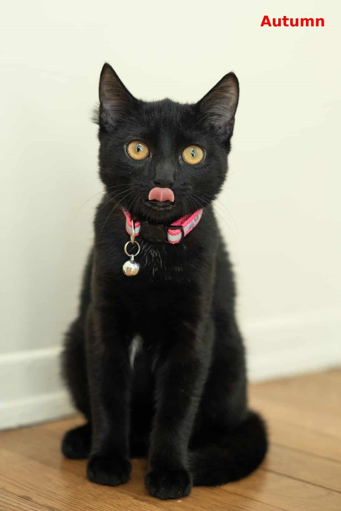 Autumn, a Adoptable mixed breed in Brightwaters, NY image 6/6