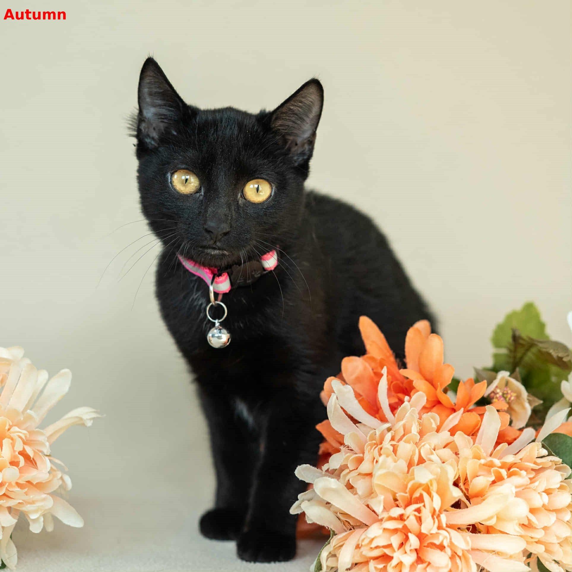 Autumn, Adoptable, Kitten Female Domestic Short Hair.
