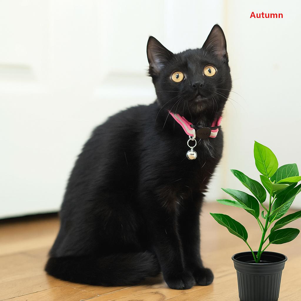 Autumn, a Adoptable mixed breed in Brightwaters, NY image 2/6